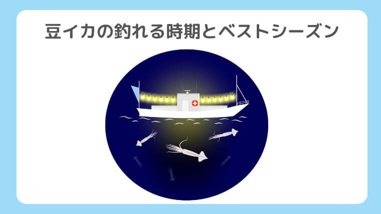 豆イカの釣れる時期とベストシーズン