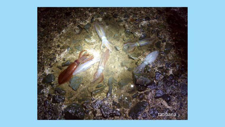 北海道で豆イカを釣るための準備!