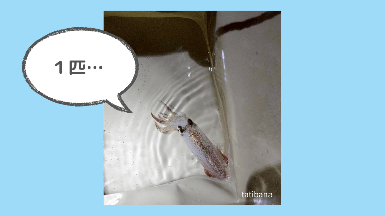 豆イカが釣れない時の原因と対処法