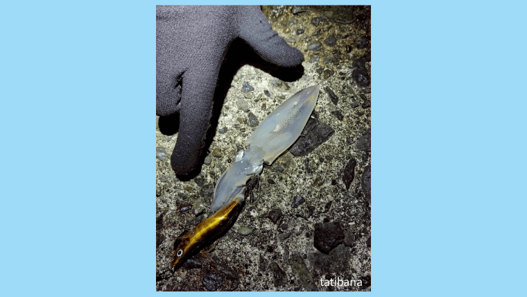 豆イカのサイズ・寿命・成長サイクル